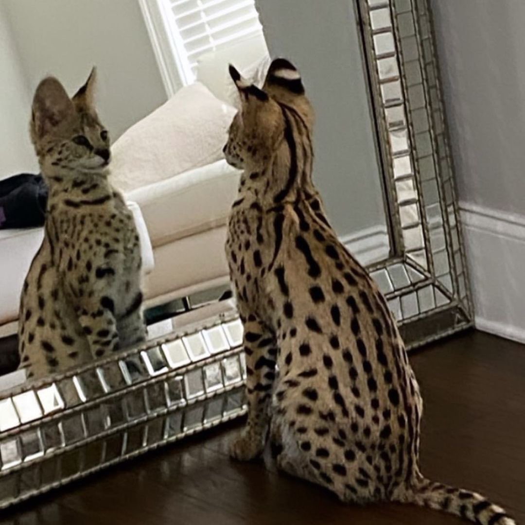 awgeactivity's tweet photo. RIP to Gunna’s cat Chrome https://t.co/1KLHcf5TUe