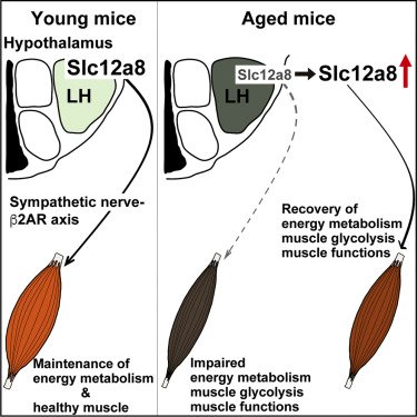 Imai Lab (@lab_imai) on Twitter photo New developments on the NMN transporter: Slc12a8 in the hypothalamus maintains energy metabolism & skeletal muscle functions during aging.
Congrats Naoki & Kiyoshi for their amazing work! 🥳<a href="/CellReports/">Cell Reports</a> cell.com/cell-reports/f… New developments on the NMN transporter: Slc12a8 in the hypothalamus maintains energy metabolism & skeletal muscle functions during aging.
Congrats Naoki & Kiyoshi for their amazing work! 🥳<a href="/CellReports/">Cell Reports</a> cell.com/cell-reports/f…