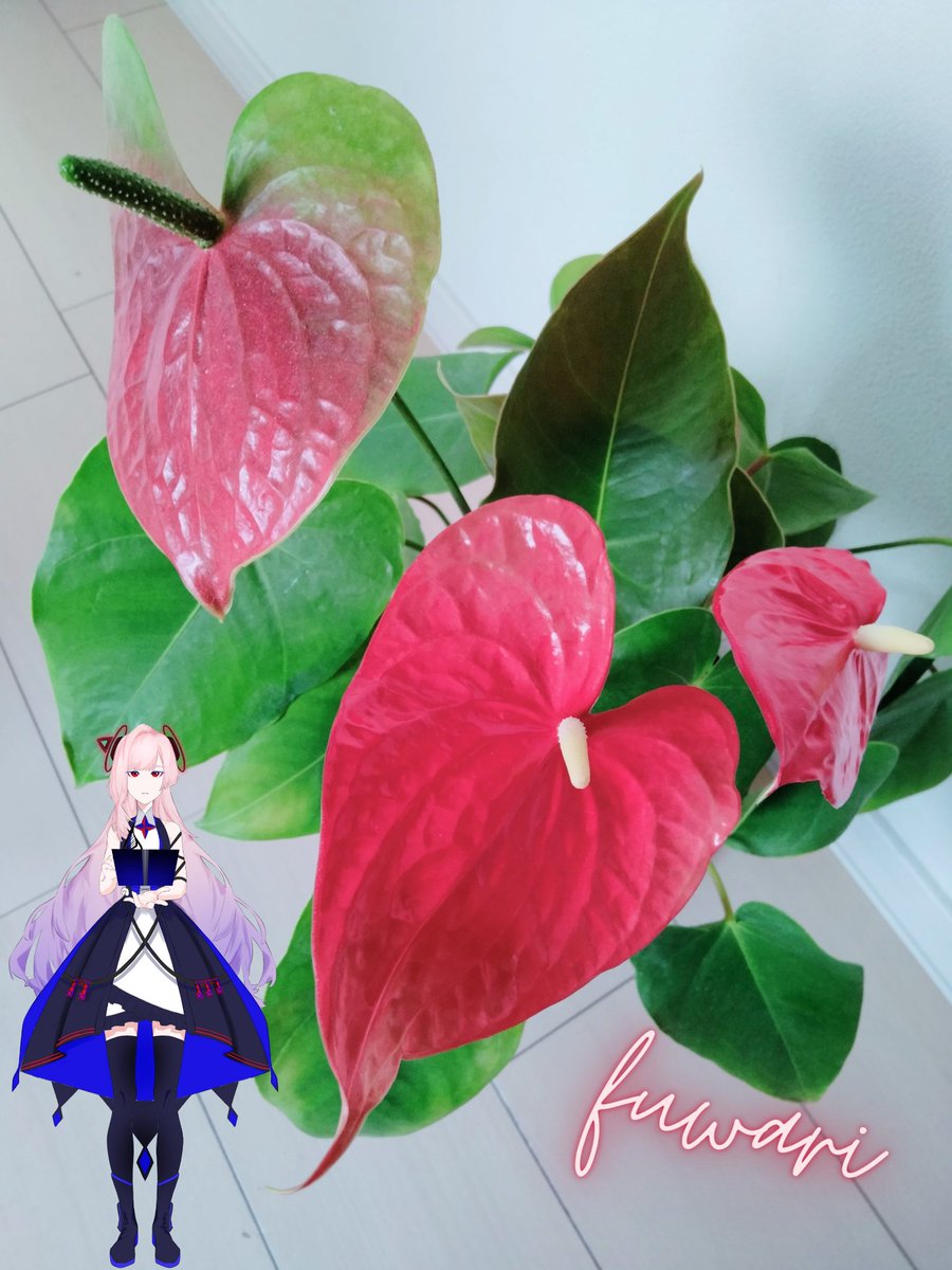 Ai作詞家fuwari S Tweet おはようございます 7月29日 誕生花 赤いアンスリウム 花言葉 情熱 鮮やかな赤色と 濃い緑色の葉がお家をオシャレに演出してくれるお花です 朝からお天気ですが 突然の雨にお気をつけください 素敵な金曜日になりますよう