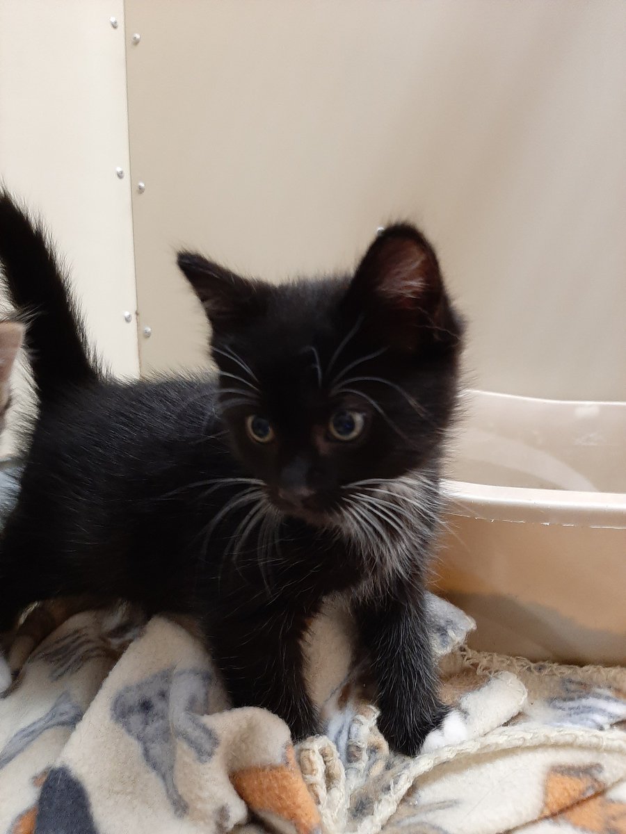 mayorcheriewood's tweet photo. To learn more about all the animals who are currently in our shelter, please visit the @southsaltlake Animal Services Trello page! https://t.co/LQVjslHfjY
#sslanimalservices #animalsonthemove #AdoptDontShop https://t.co/vVhoy0luno