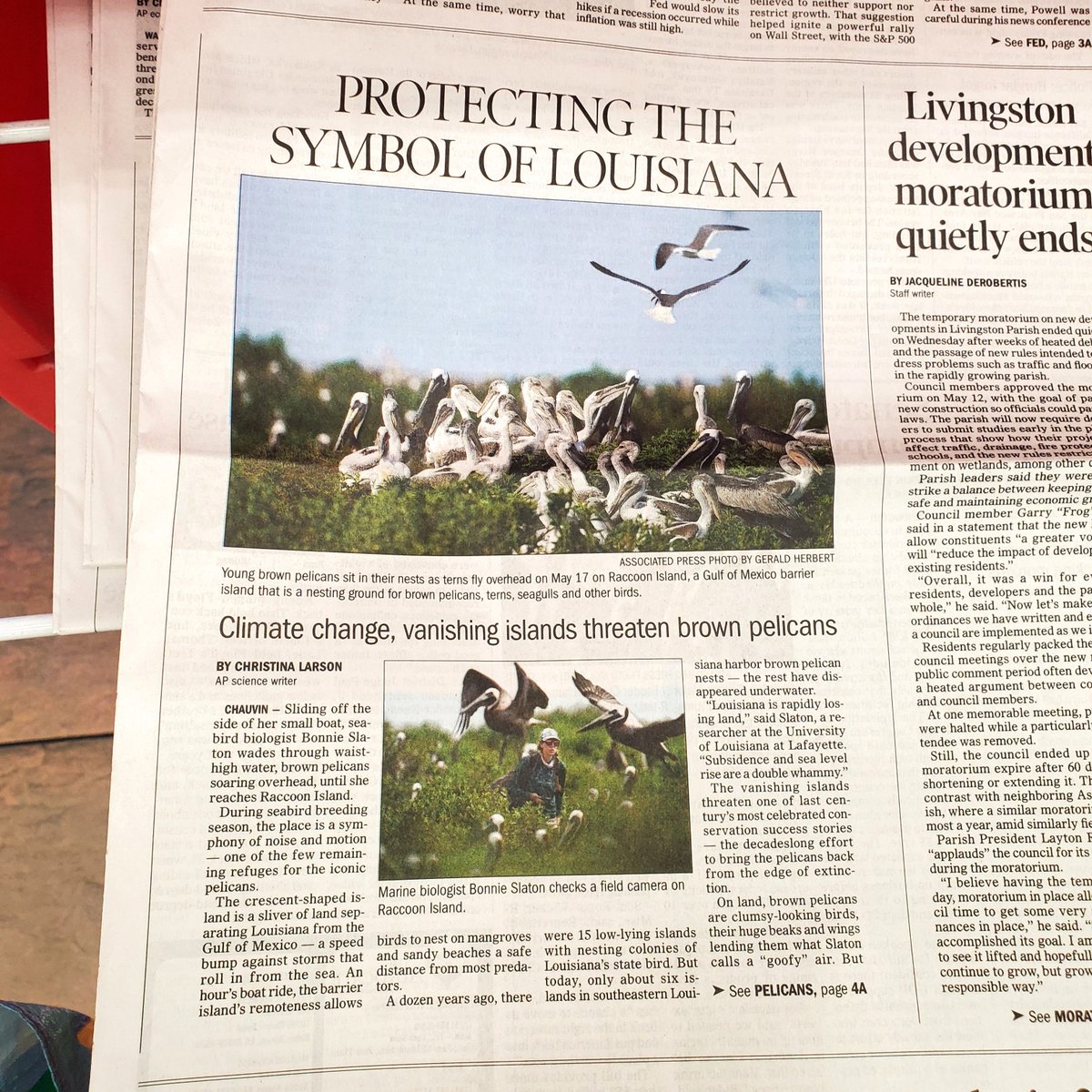 LA Wildlife Federation (@lawildlifefed) on Twitter photo It's not everyday wildlife makes the front page! Today, only 6 of La's 15 low-lying islands w/ nesting colonies remain. The rest? Underwater, threatening the state bird that was once brought back from the edge of extinction. <a href="/theadvocatebr/">The Advocate</a>
Read more: nola.com/news/environme… It's not everyday wildlife makes the front page! Today, only 6 of La's 15 low-lying islands w/ nesting colonies remain. The rest? Underwater, threatening the state bird that was once brought back from the edge of extinction. <a href="/theadvocatebr/">The Advocate</a>
Read more: nola.com/news/environme…