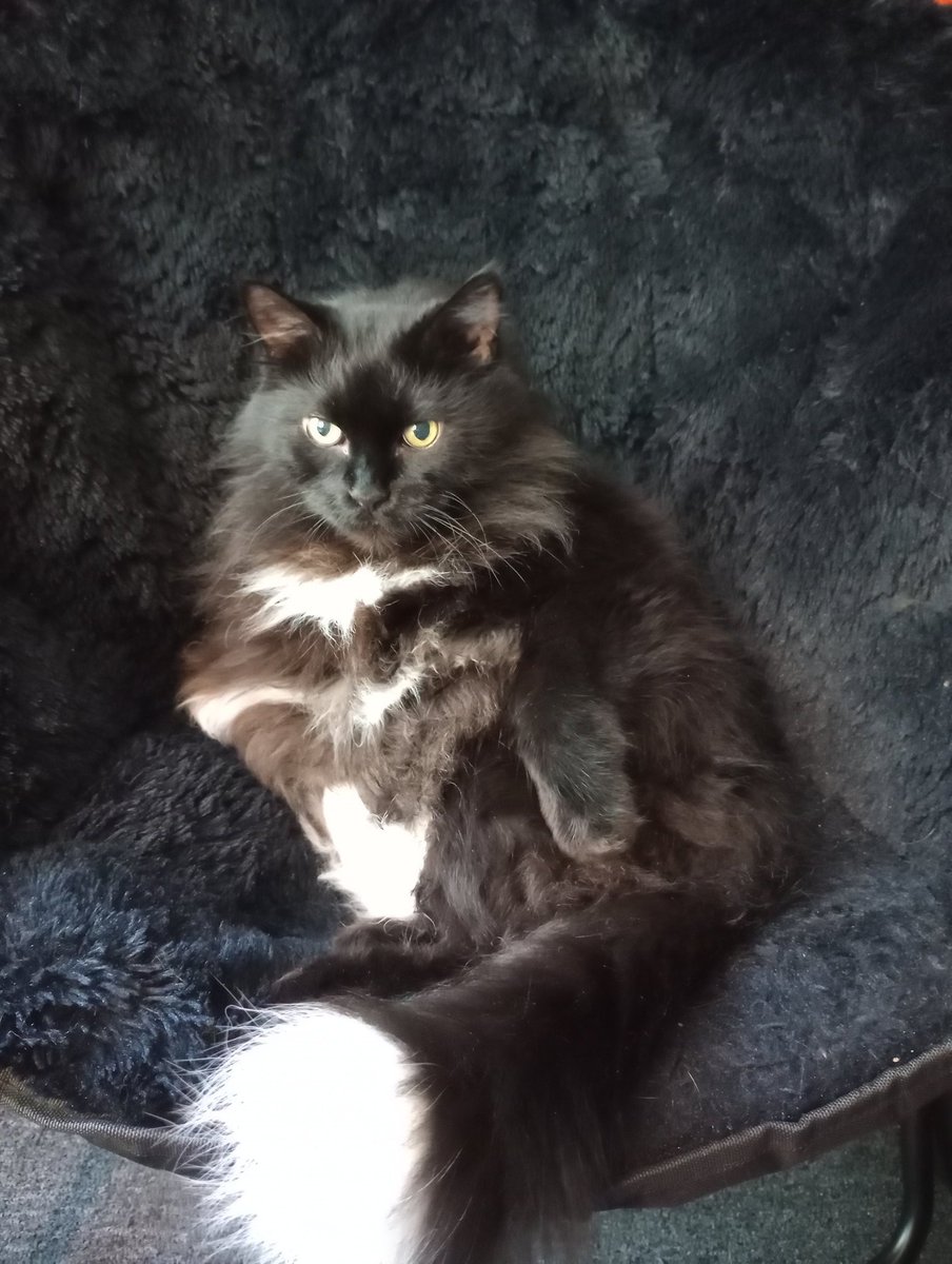 TDNVince's tweet photo. Handsome fluff Virg nesting in the pod chair. My cats enjoy taking turns with that chair as it's close to the AC. #cats  #fluffy #handsome #supermodelcats https://t.co/RMtbYCMki0