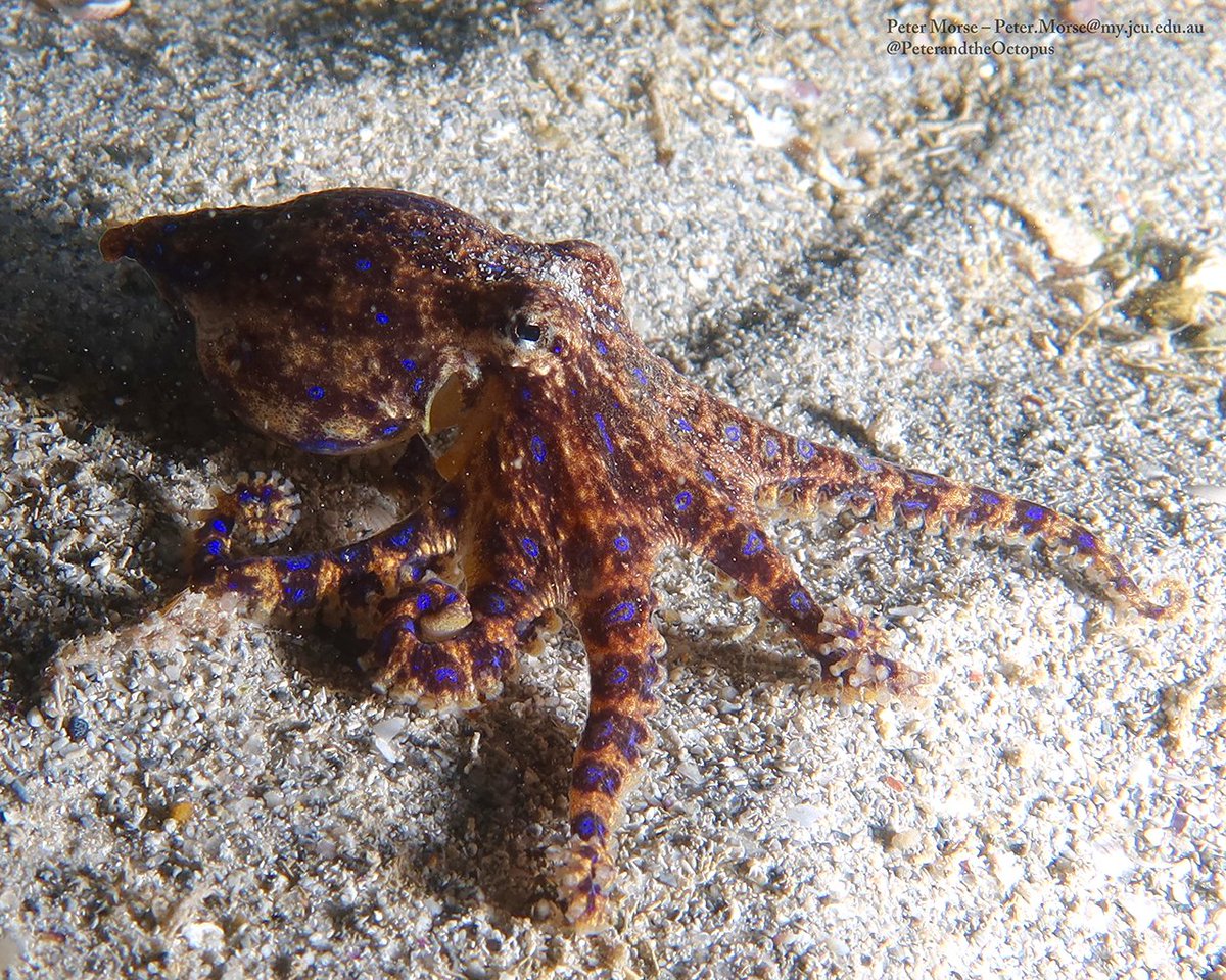 Despite evidence that they have sophisticated brains, complex behavioral repertoires, and acute sensory processing, surprisingly little is known about mechanisms aiding social recognition in cephalopods. Image: Peter Morse