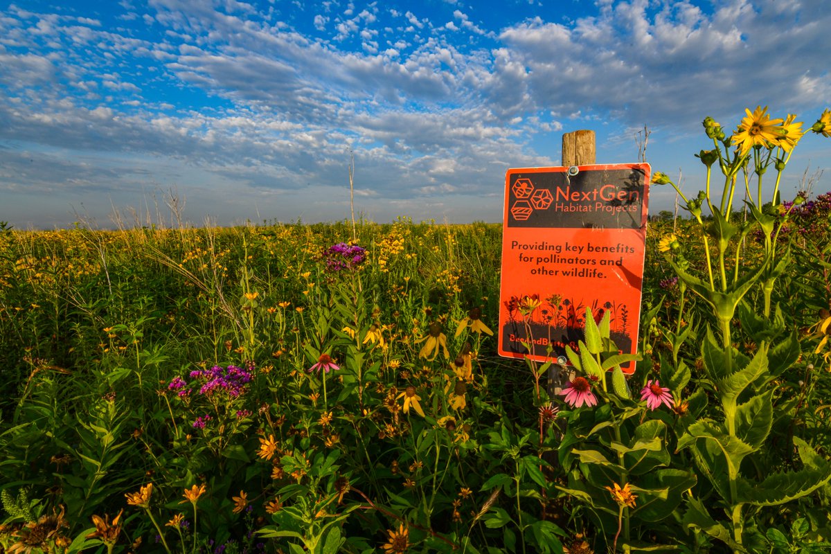 beebutterflyorg's tweet photo. If you're preparing for a fall planting make sure you get your Seed A Legacy application submitted ASAP! The deadline is September 1. Apply here, https://t.co/GAqWNF7TrX. #habitat #bees #butterfly https://t.co/rn4qzn2XEk