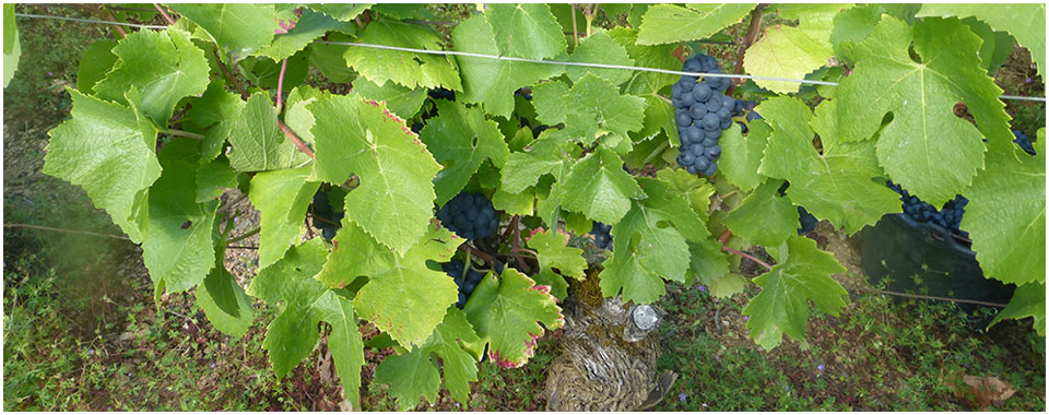 France, Burgundy: Better Late Than Never – The Brilliant Wines of Didier Fornerol 📖Read William Kelley's full report here: lnkd.in/gau_7CT7
📷 Camille Thiriet