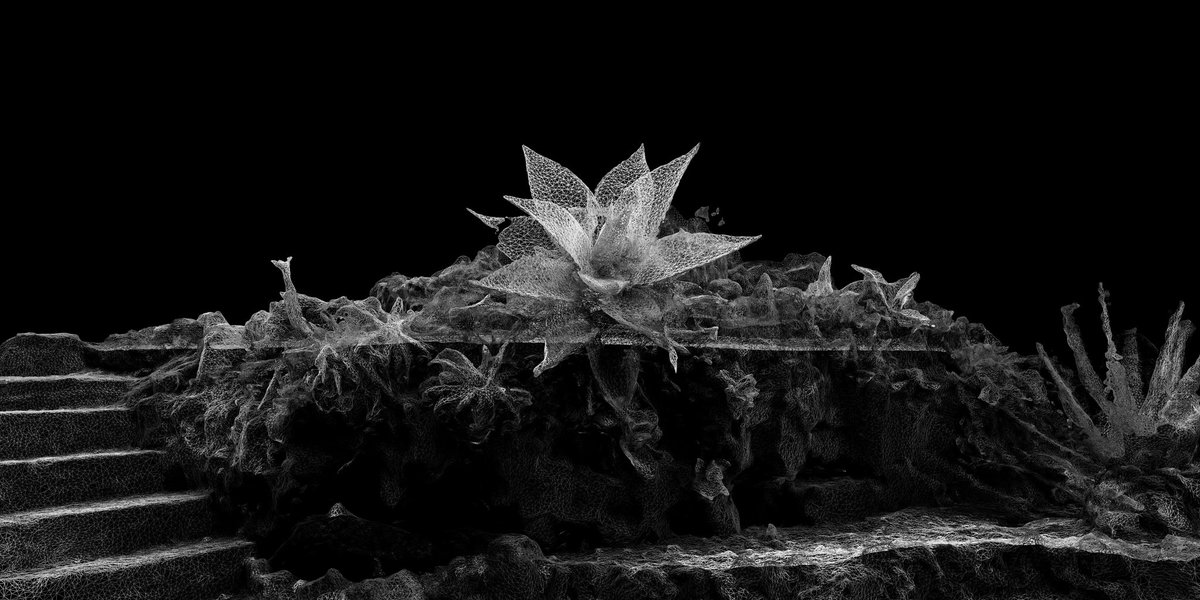 All our minted work so far is nature based #Tezos4Nature

Our last one [ Blooming ] #1of1
inspired by the presence of nature taking over the urban space.
objkt.com/asset/KT1KCZgE…