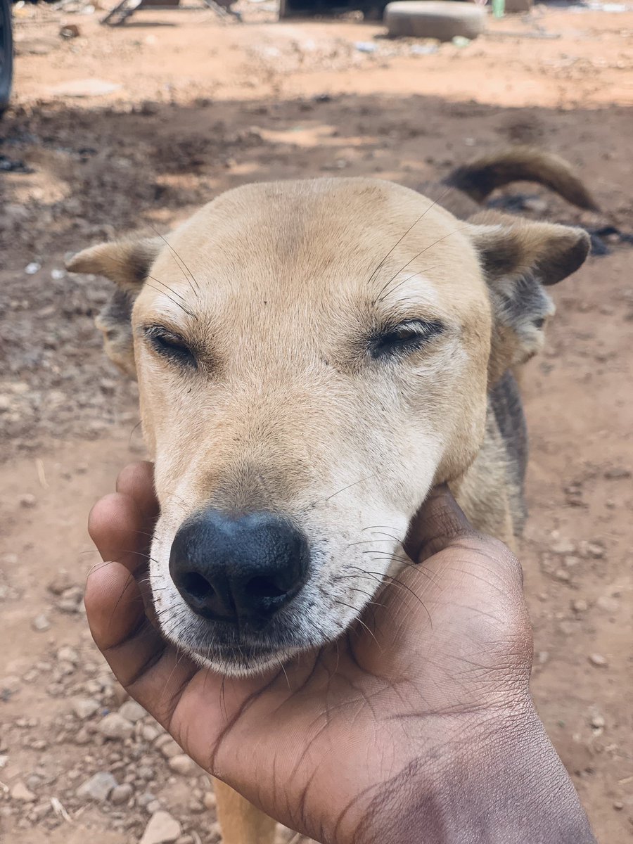 roberts_rescue's tweet photo. Give Max Eyes Again donated through PayPal to support us to pay for his treatment. Thank you everyone. https://t.co/iFtsxUOAOL