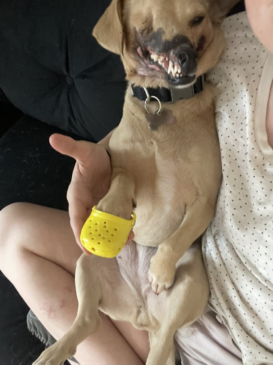 FYI my dog has crocs