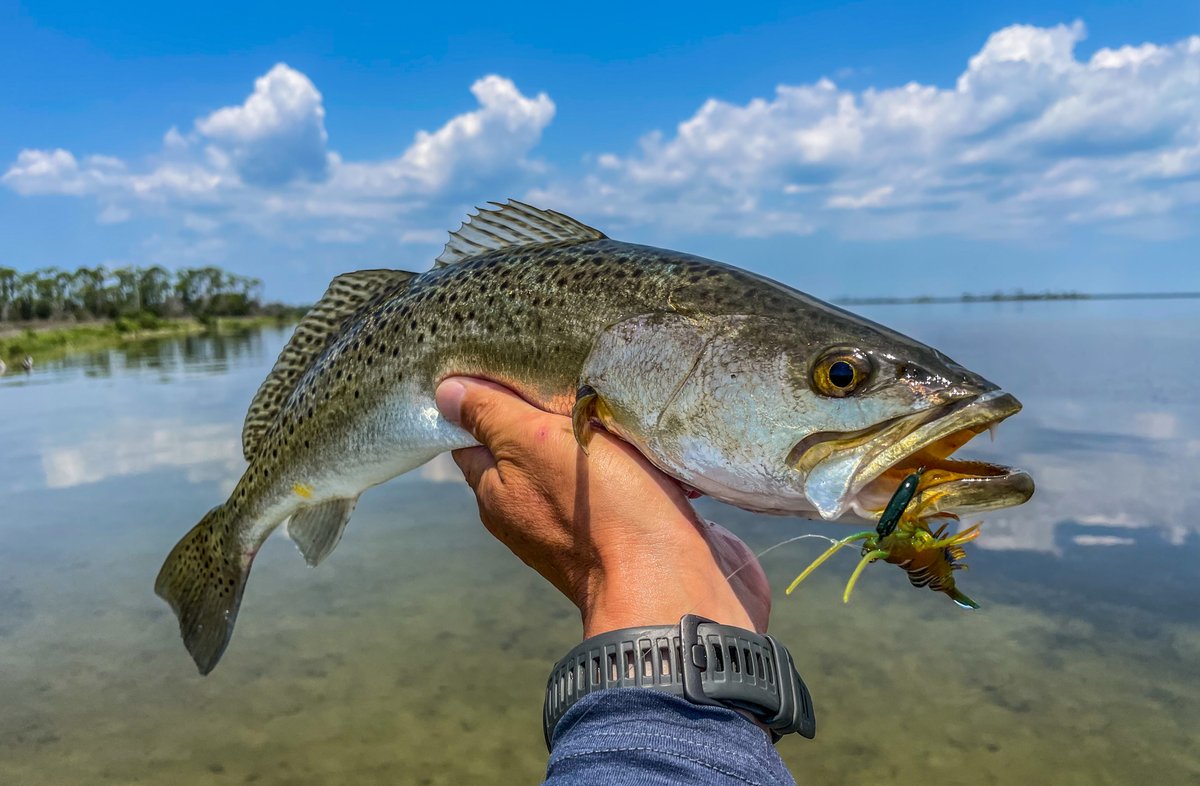 chasebaits's tweet photo. Which #FlickPrawn color is your favorite?
#GreenPrawn 🎣@jwhite850
#InspiredbytheChase #ChasebaitsUSA #ShrimpBait #FlickPrawn #NativePrawn #JellyPrawn #TigerPrawn #PinkDevil #Crystal #Banana https://t.co/34LXs8iryj