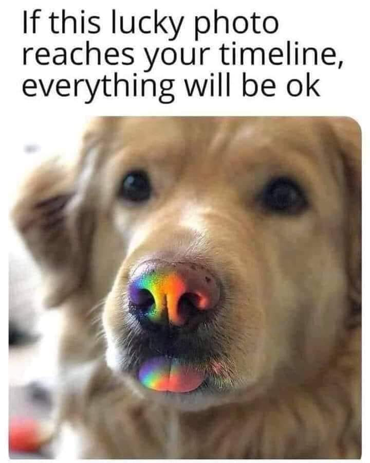 WholesomeMemes (@wholesomememe) on Twitter photo 