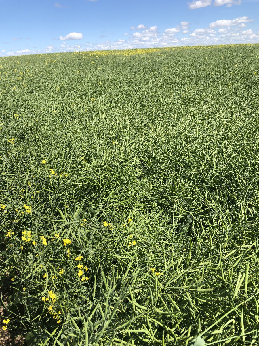 douggomex's tweet photo. Nice looking Canola crop powered by keen grower, Mother Nature and #omex. Just good th know we had a part in it. #armriverfarming #nutrienag #omex https://t.co/yQGqt3f9X8