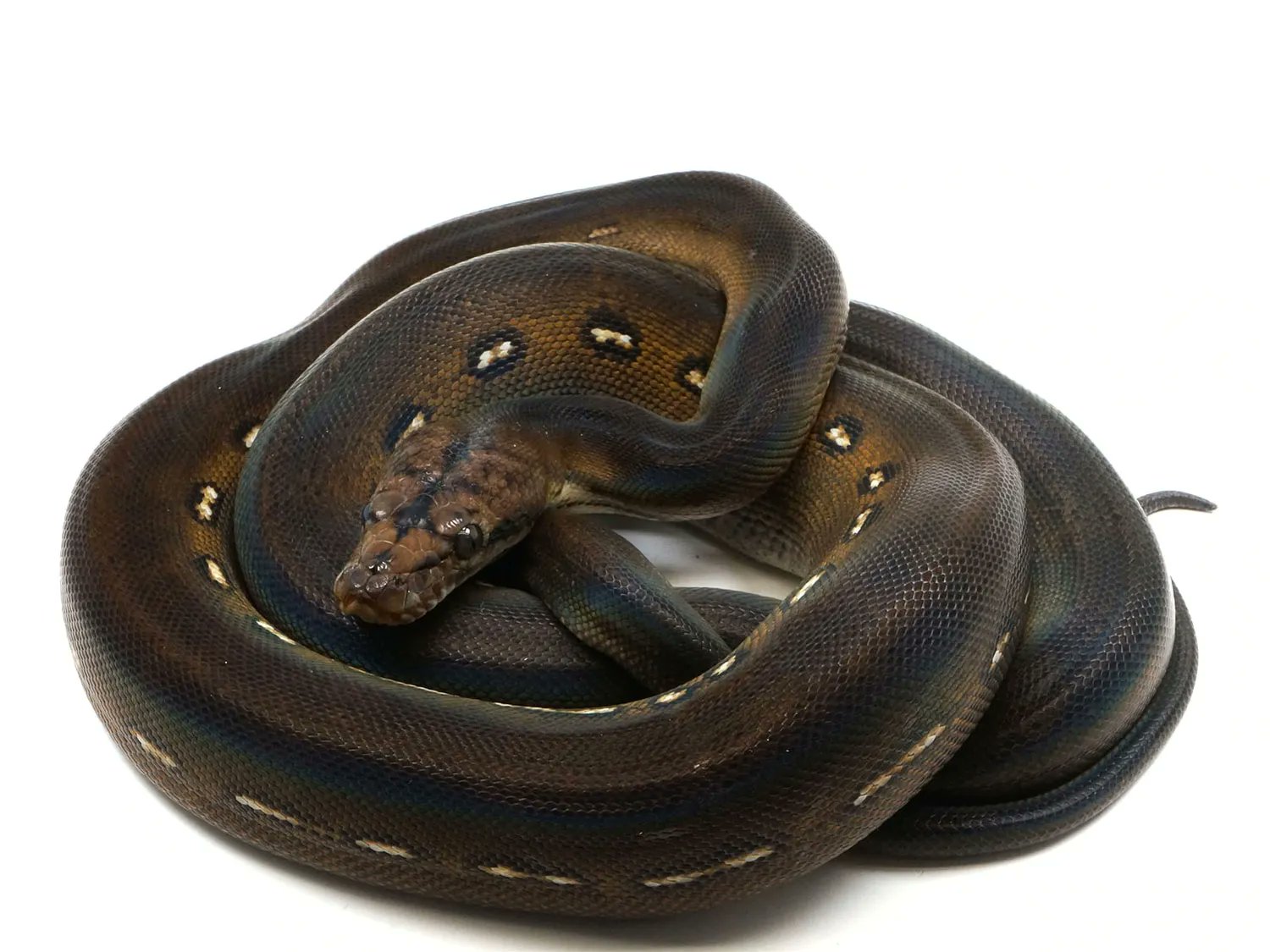 Baby Reticulated Python