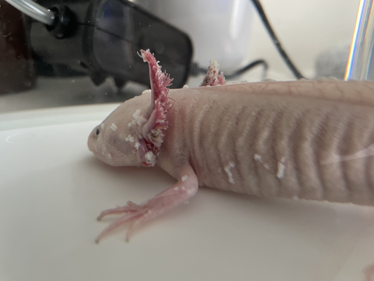 Josephine Galipon お知り合いの ウーパールーパー がいきなり病気に どうすればベストかな T Co 8vwxhql1vz Twitter