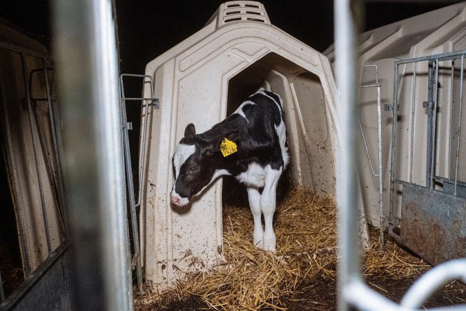 The trouble is so few think about the victims. It’s all about ‘my farm’, ‘my profits’, ‘my diet’, ‘my meat’, ‘my cheese’ - my right to kill, me me me! 💔😞 
#Speciesism #EndAnimalAg #ditchdairy  #BeVegan #compassion