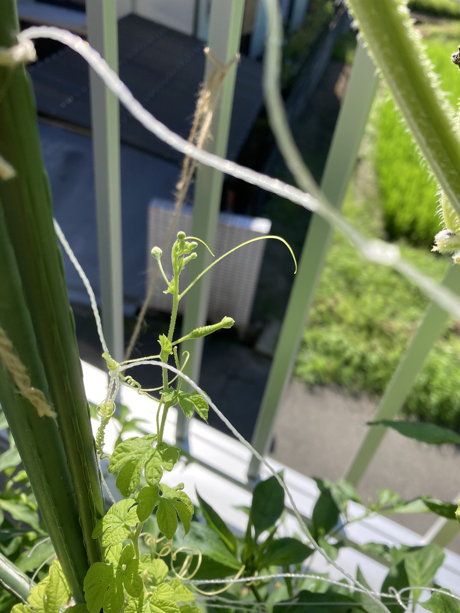 Em家庭菜園アオゾラ ゴーヤ 唯一なってた実を取ったら 今まで花芽がつかなかったのに 新しい花芽が出てきました やっぱり株がもういっぱいいっぱいなんだと思います でもまだ成長しようとしてる 再び頑張れゴーヤ T Co Vz2rgbbnef Twitter