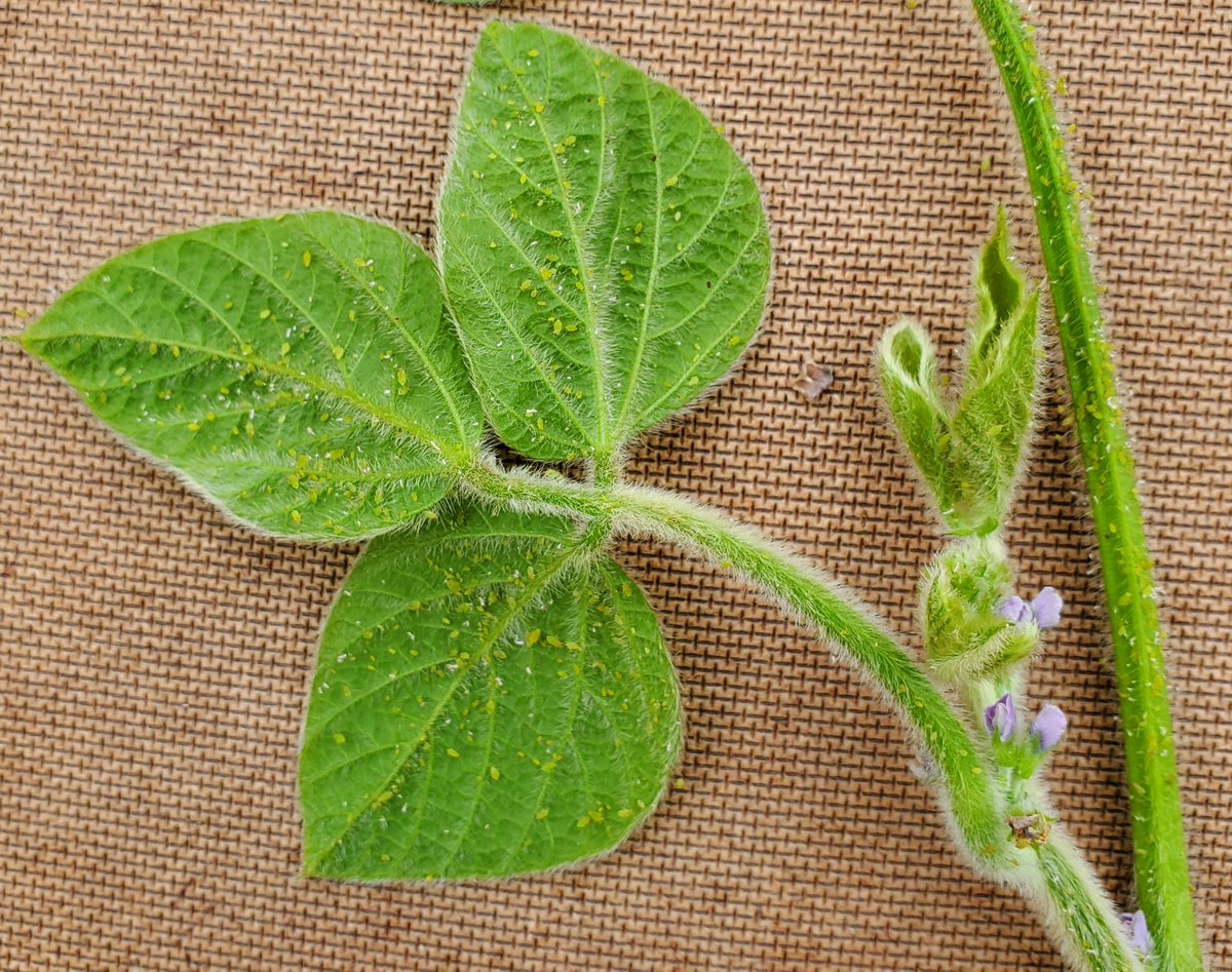 Gilles Quesnel tweet media