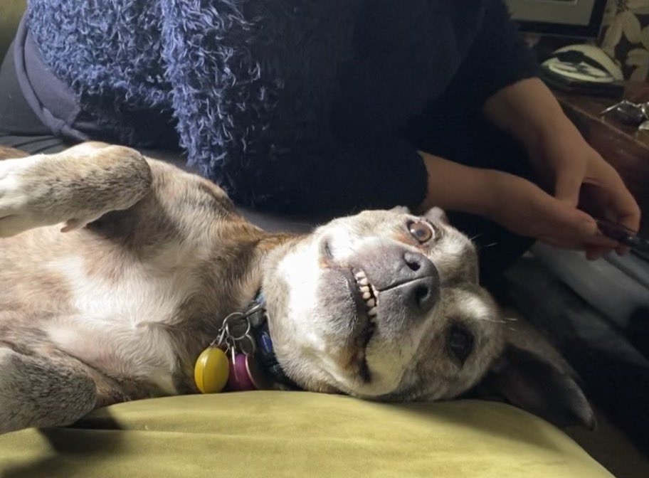 PorthosStaffy's tweet photo. It ma borkday https://t.co/2HNulgq6vb