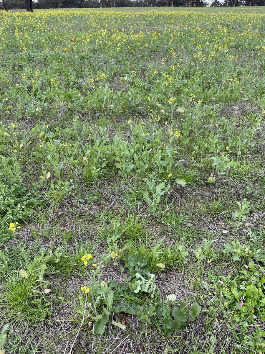 PrimeAgWL's tweet photo. Spent the afternoon putting down a #terrador trial. Stay tuned for a look over the site https://t.co/jZAp2jbzC1