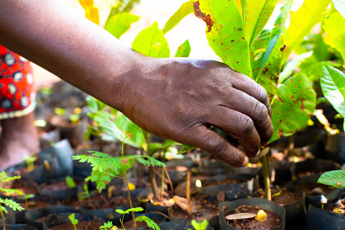 vpo_ebarr's tweet photo. Katika kuendeleza jitihada za Serikali za utunzaji wa mazingira kuandaa vitalu na upandaji miti ni moja ya njia ya Kuhimili Mabadiliko ya Tabianchi kwa kutumia Mifumo Ikolojia Vijiji (EBARR) .Mradi huu unatekelezwa na Ofisi ya Makamu wa Rais. https://t.co/AKgiG6eKTT