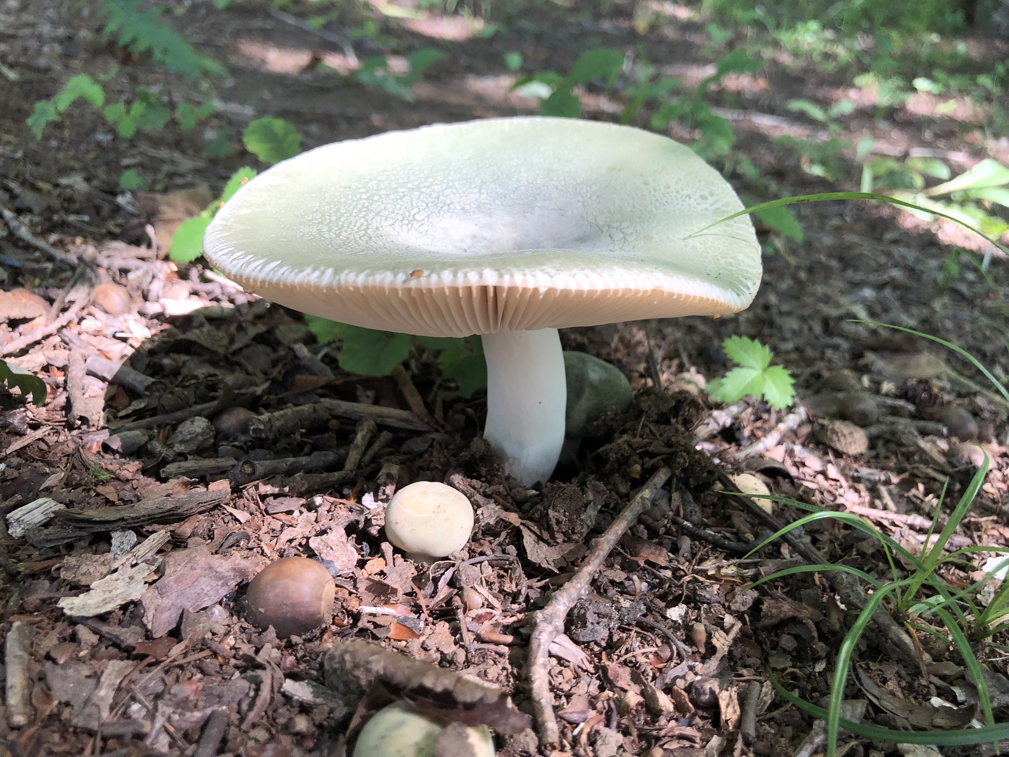 تويتر べにてんぐの会 على تويتر Rt Denden13 やった 初タマゴダケ これを採りに来た バターソテーかな 沢山キノコ生えてたな きっと他にも食べられるのあるんだろうなぁ T Co Ymryzw6rdm