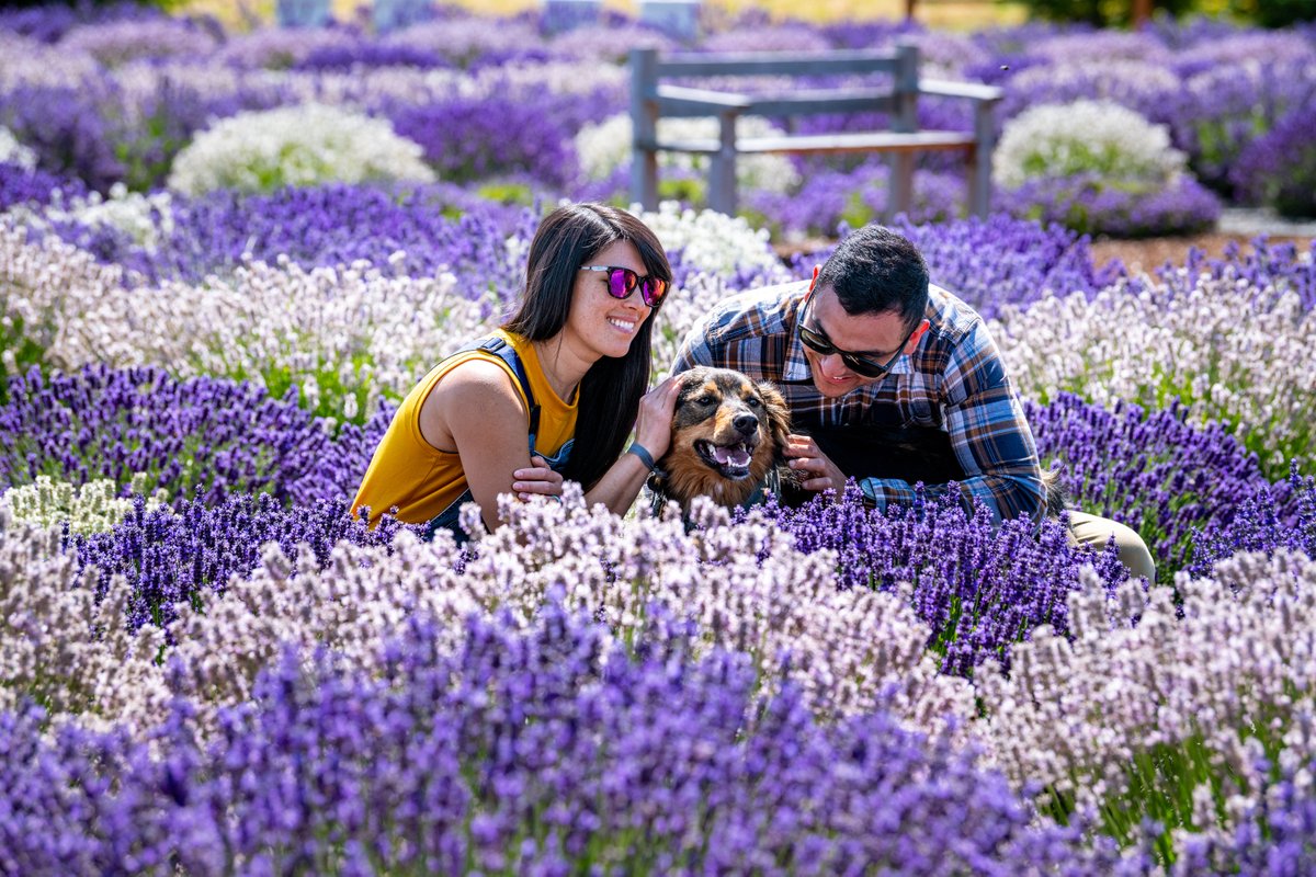 Sequim, located on the beautiful Olympic Peninsula and home to the annual Sequim Lavender Festival, made <a href="/TravelLeisure/">Travel + Leisure</a>'s list of best small towns in Washington!

Check out the full list -  bit.ly/3BmHoUq