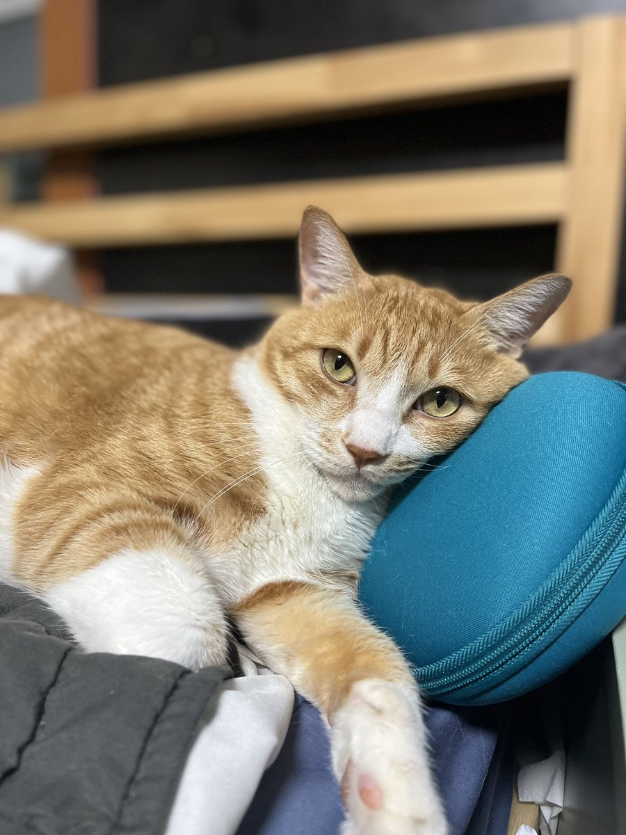 저희 쁨이 이제 많이 회복해서 매일 침대에서 잠도 자고 다다랑도 뛰어놀고 그래요 히히