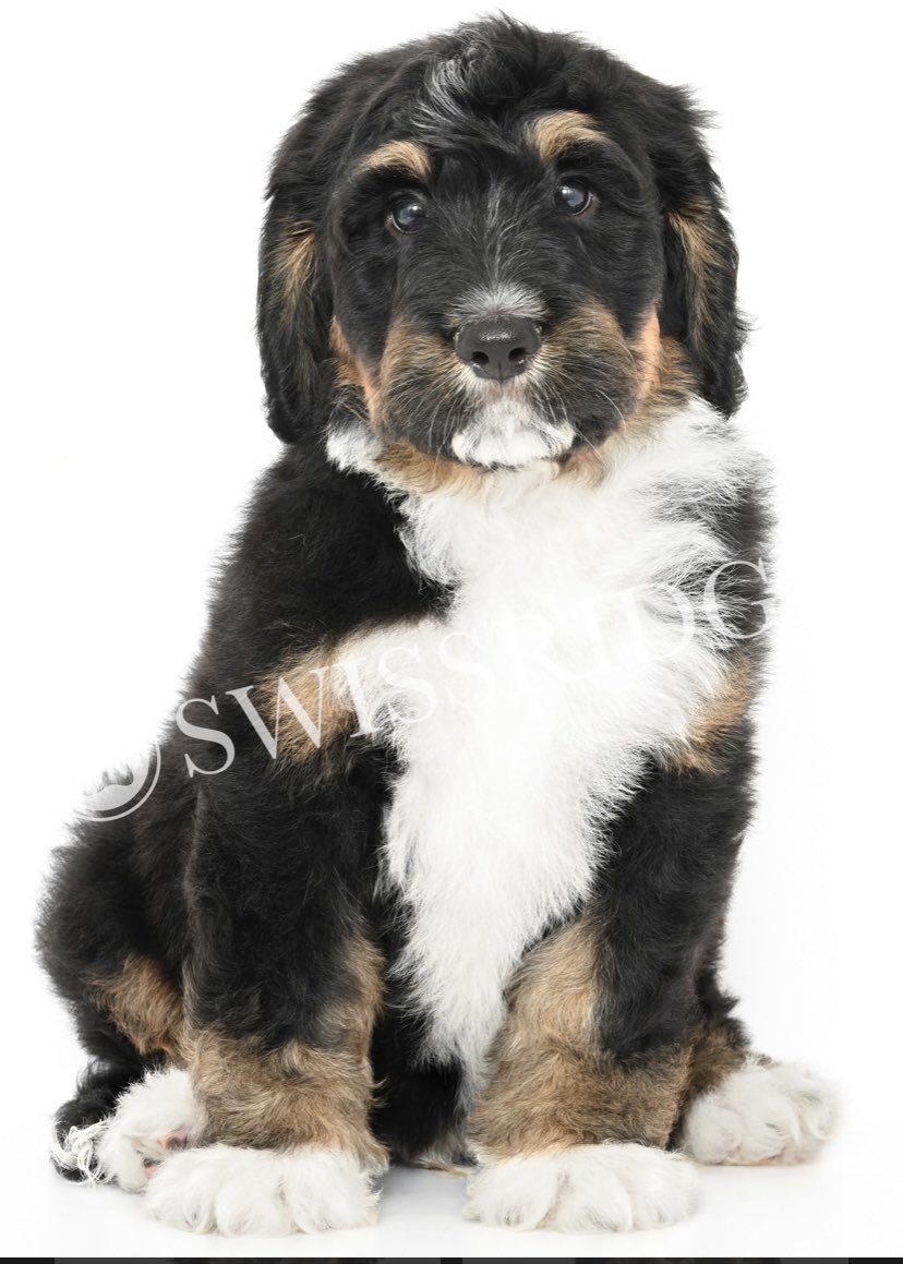 Brian Wallach tweet media