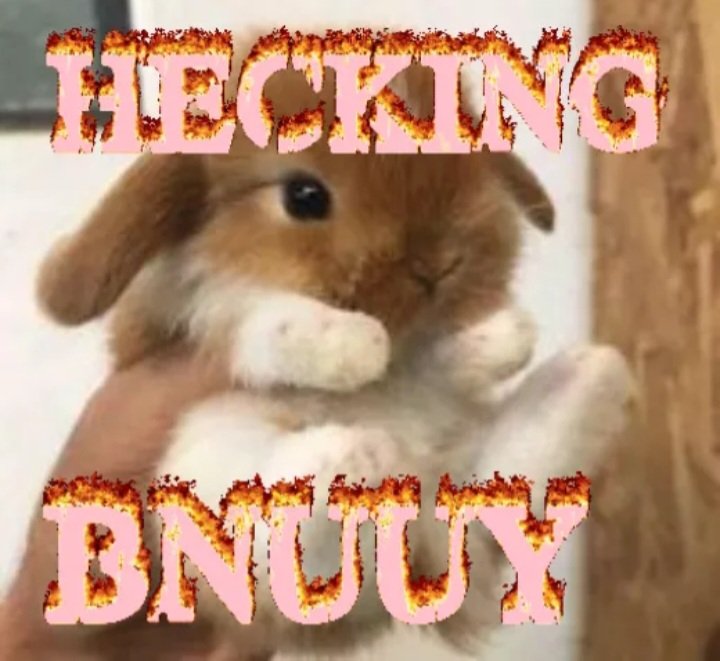 CyberBunnyOG's tweet photo. @memesiwish https://t.co/Jj5Tmg2kbK