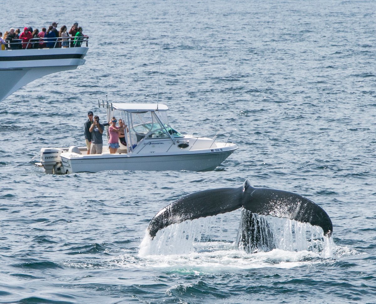 MeetBostonUSA's tweet image. Being so close to the water here in Boston also keeps us close to so many water related activities, like Whale Watching! 🐋 There a plenty of options to see these magnificent creatures in the Greater Boston region: bit.ly/3z6csVt

📸: @KyleKleinPhoto