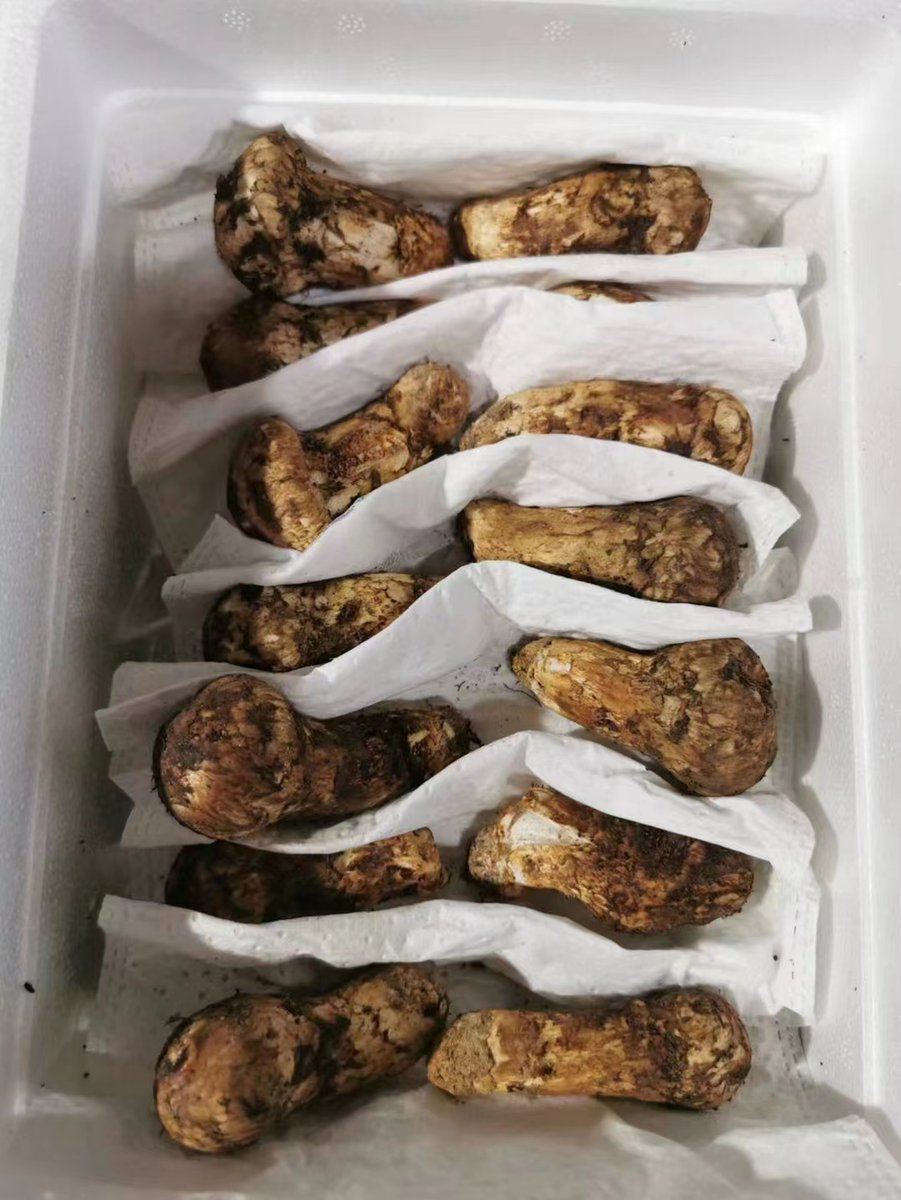 bbdshine's tweet image. Tricholoma matsutake 2