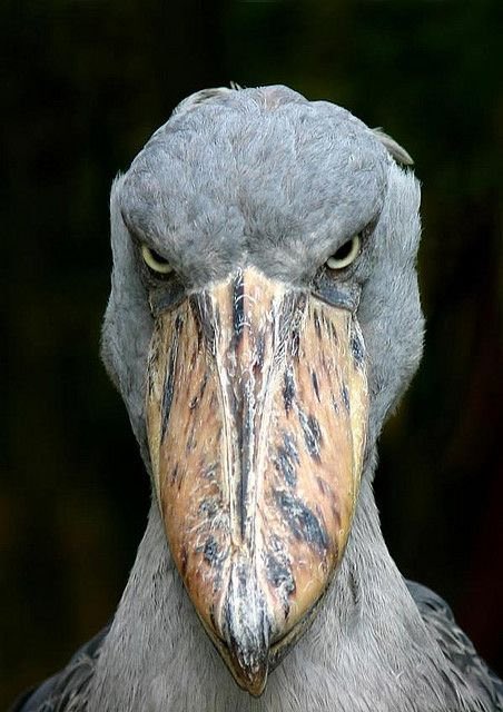 cmihoub_'s tweet photo. Analyse du shoebill stork, l’oiseau le plus effrayant qui existe sur Terre.

À dérouler ⬇️⬇️⬇️ https://t.co/eDu0My5VWd