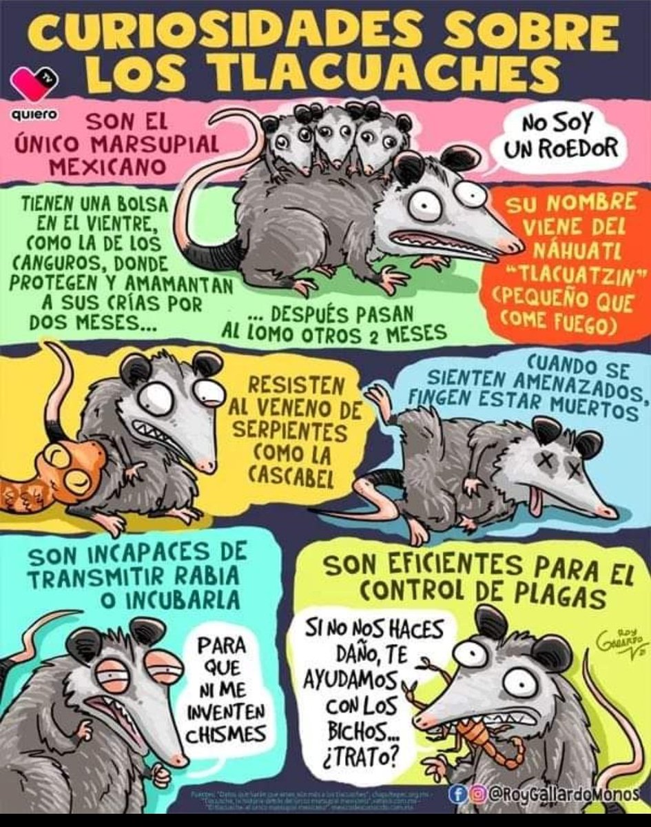 MauricioChavezT's tweet photo. Interesante no? Hay que cuidar la fauna silvestre https://t.co/7NPJJ55Kga