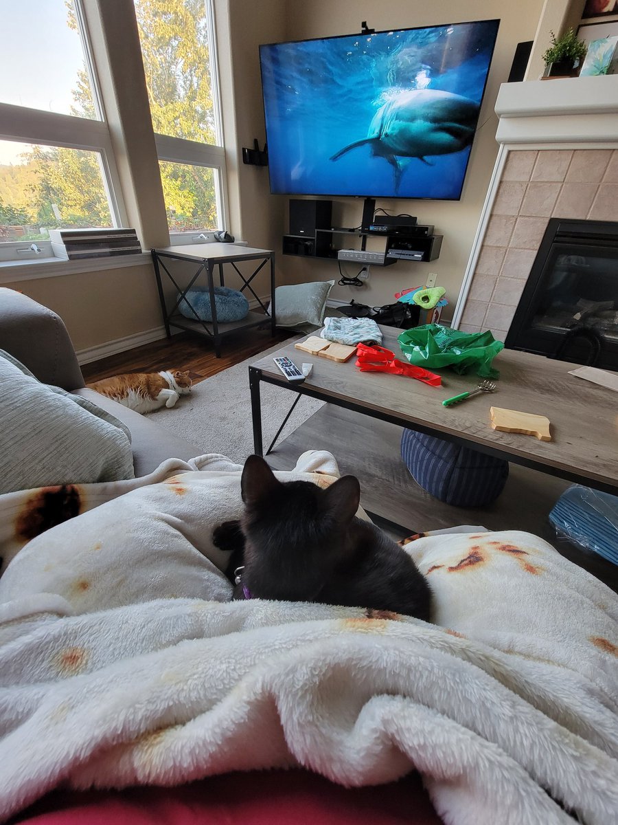 skitzOabby's tweet photo. @Discovery Juno has really been enjoying your programming this #SharkWeek but she'd like to see more Tiger Sharks! https://t.co/1YAHGGB1YK