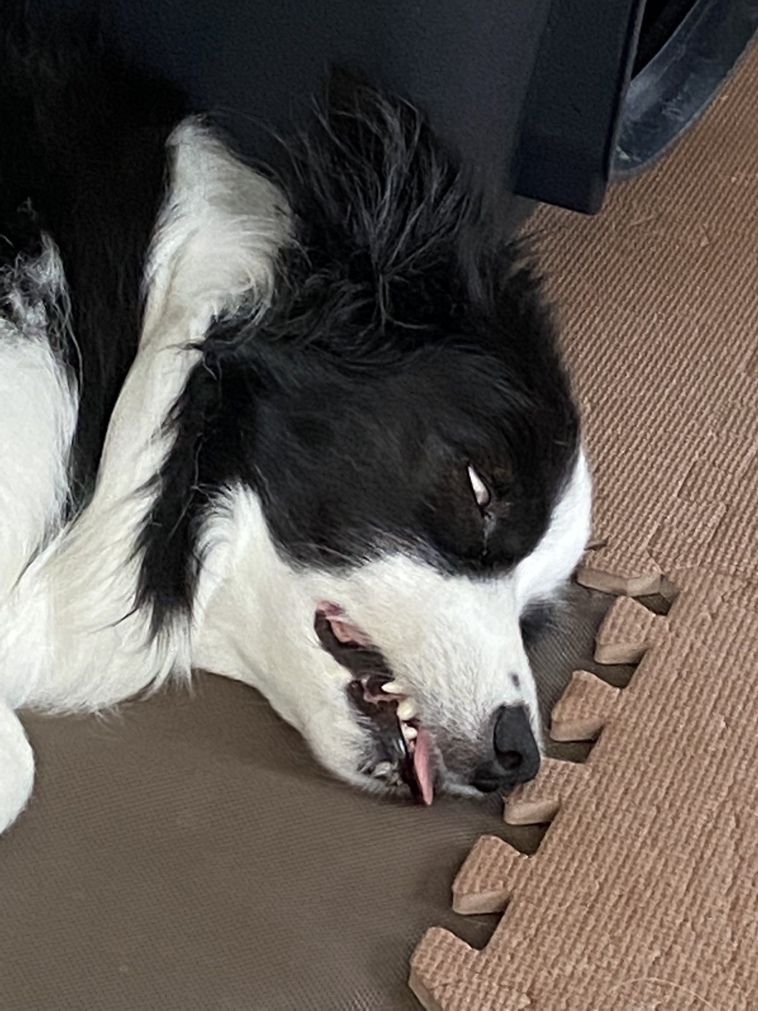ブサかわ犬 Twitter Search Twitter