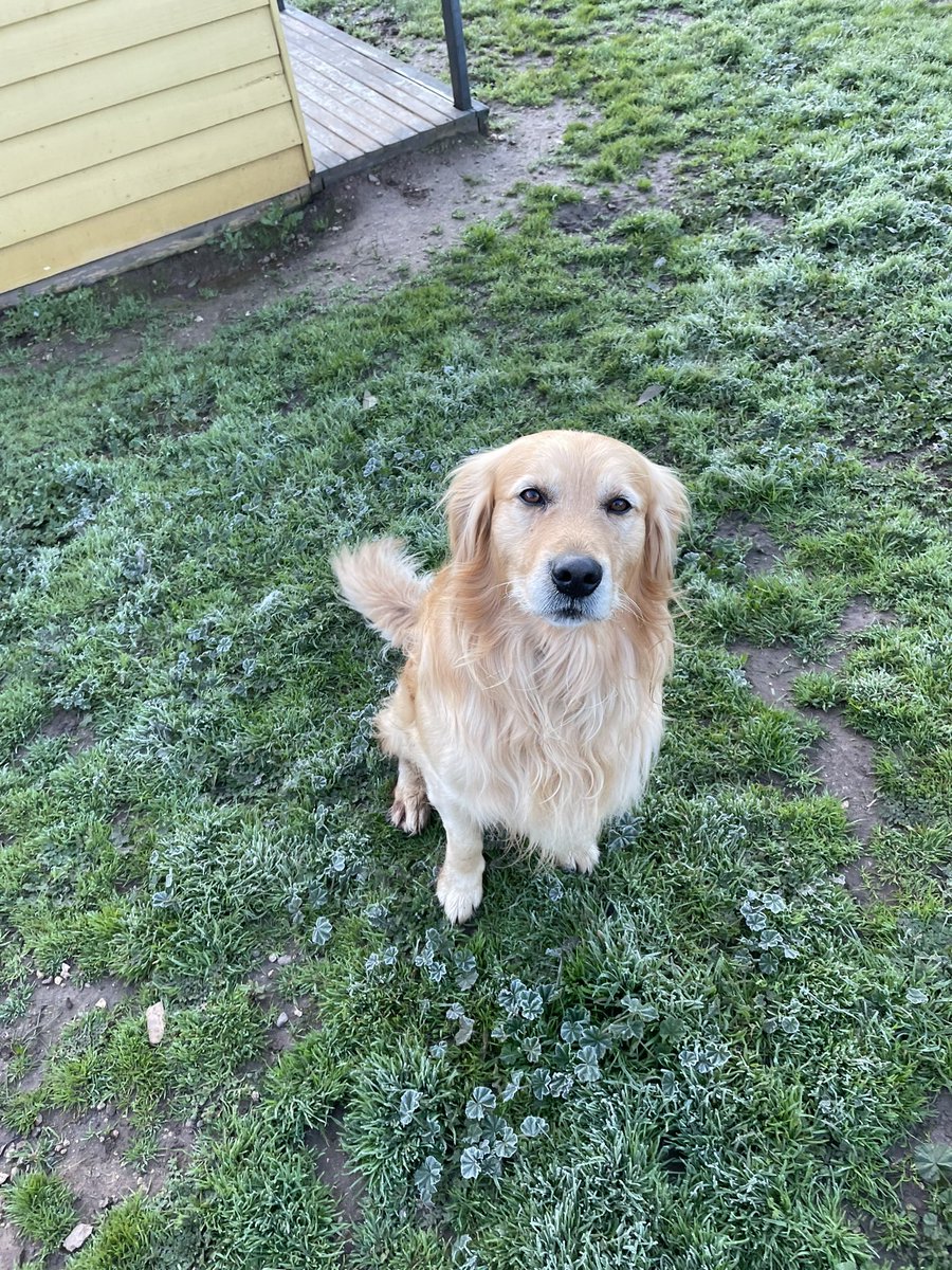 Heathcotekennel's tweet photo. Dusty - always the best boy, most handsome good doggo! π₯°π₯°π₯° #goldenretriever #goodboy #handsomedoggo #favedog #heathcote #heathcoteboardingkennels #woofer #heathcotekennels #walkies #woofer #goldenchild #furbaby https://t.co/TqgPjkjWTD