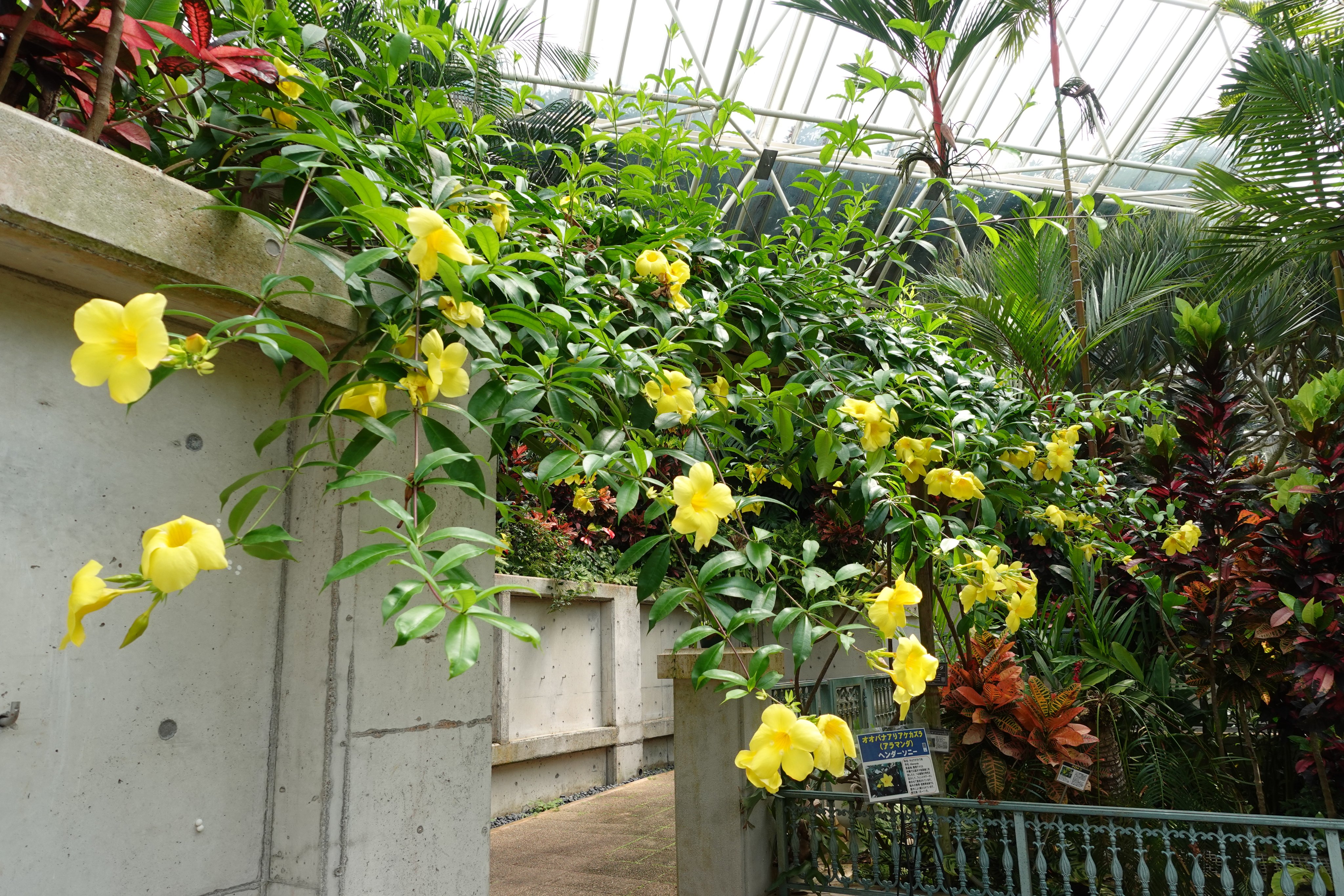 Twitter এ フラワーパークかごしま 温室で鮮やかな黄色の大輪の花を咲かせているオオバナアリアケカズラ 熱帯アメリカ原産のつる植物アラマンダの仲間で大輪の品種です オオバナアリアケカズラ アラマンダ フラワーパークかごしま 指宿 T Co Fwuhzotmsk