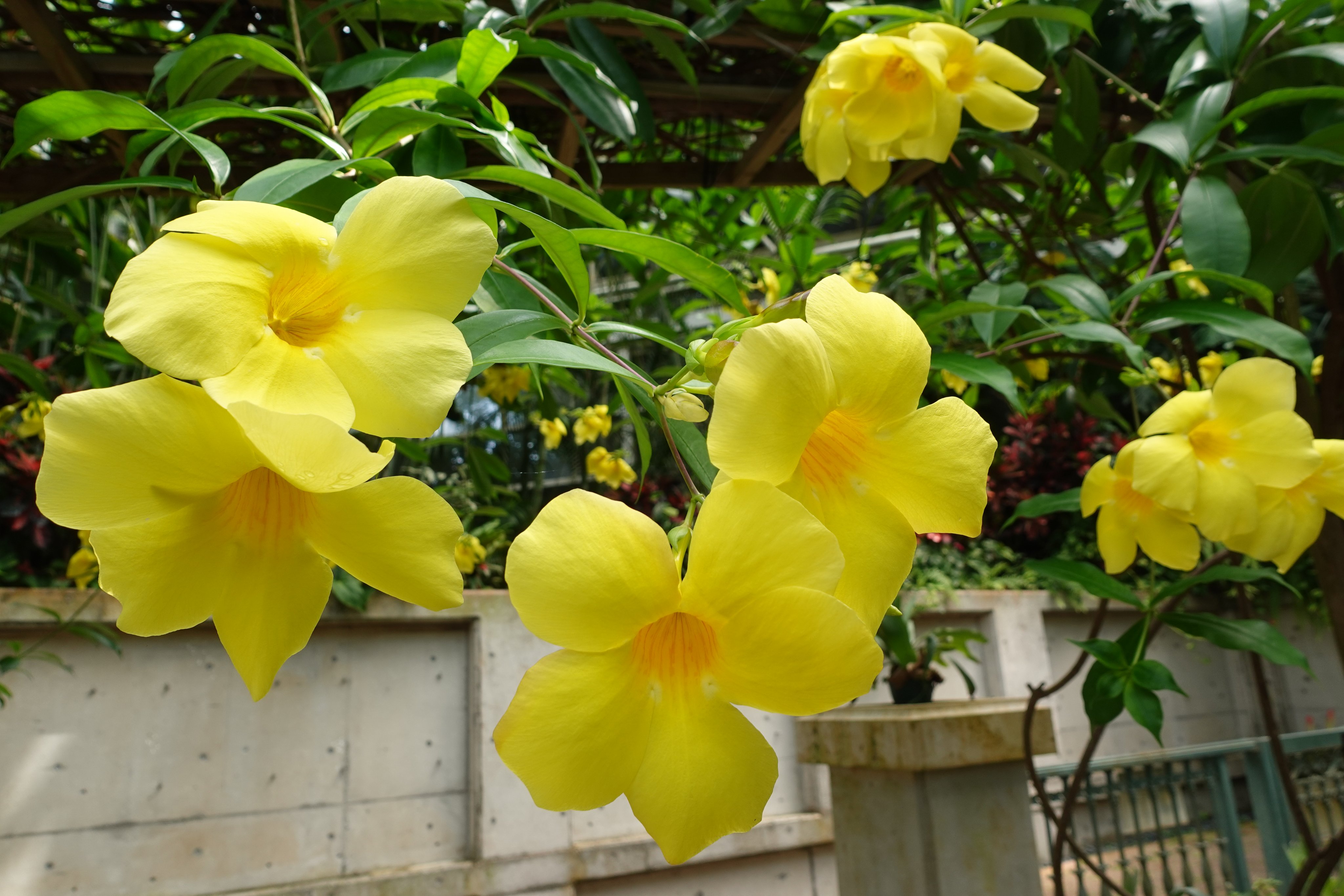 Twitter এ フラワーパークかごしま 温室で鮮やかな黄色の大輪の花を咲かせているオオバナアリアケカズラ 熱帯アメリカ原産のつる植物アラマンダの仲間で大輪の品種です オオバナアリアケカズラ アラマンダ フラワーパークかごしま 指宿 T Co Fwuhzotmsk
