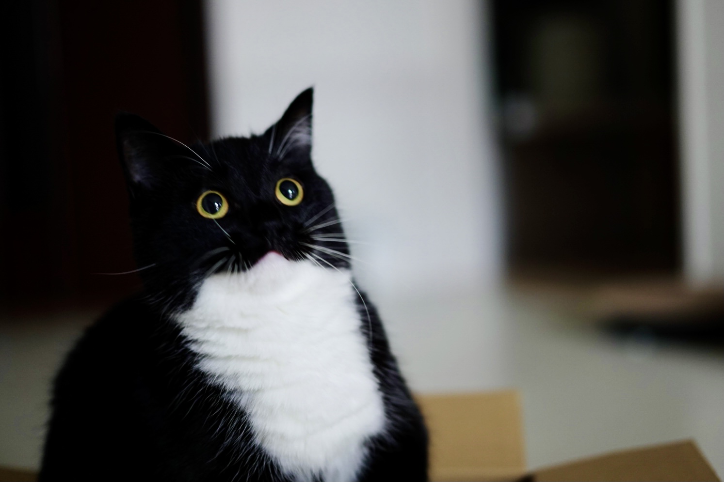Follow うに ねこ休み展 S Unicouniuni3 Latest Tweets Twitter