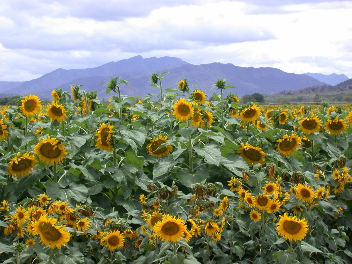 ZIMGOLD is looking for sunflower farmers to contract this coming summer season. Minimum hectrage is 1 ha. They will provide seed only. Farmer has to source other inputs. Farmers have to sign contract forms so that they sell the sunflower to ZIMGOLD.