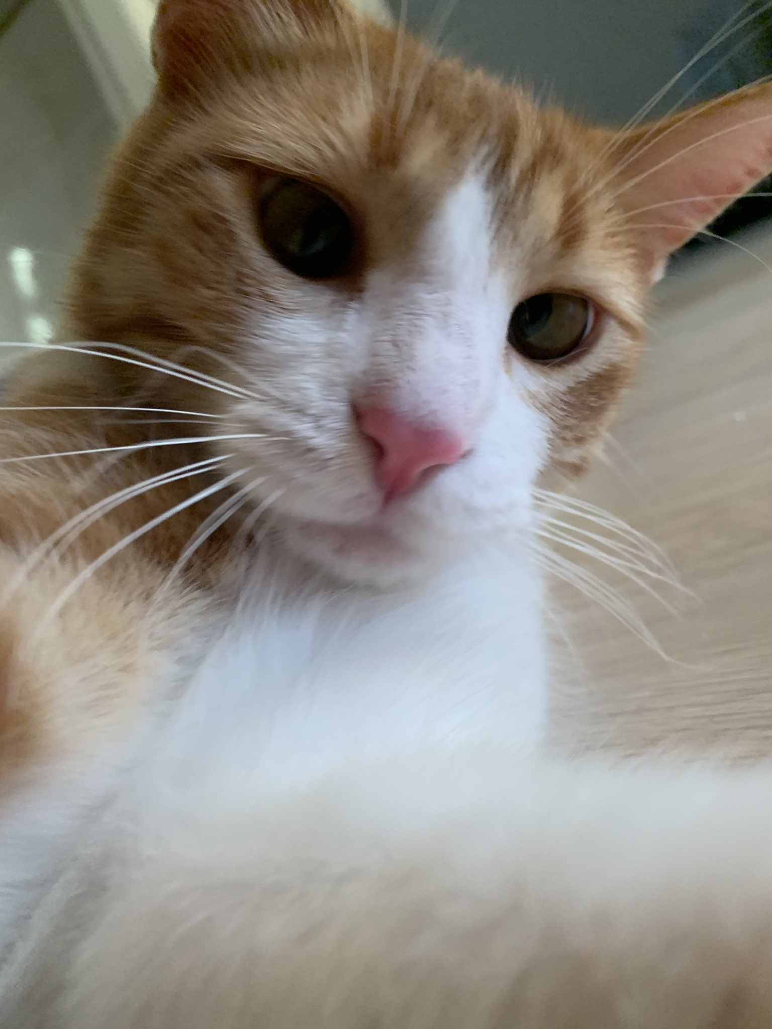 ねこズとにぼし 黒目カラコン風でタレ目アイラインくっきりお鼻はピンク 寝起きで顔ひと撫でしただけでこの完成度 アイドルですか 猫 猫のたぬき T Co Mcqbc3ui Twitter