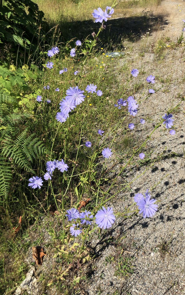 Treeman68981732's tweet photo. Pretty flower. Iโve never really seen these before in the forest so I assume itโs an invasive.
Anyone know this one? #plantid #flowerid #plantidentification #flower https://t.co/sv71Xb6ekO
