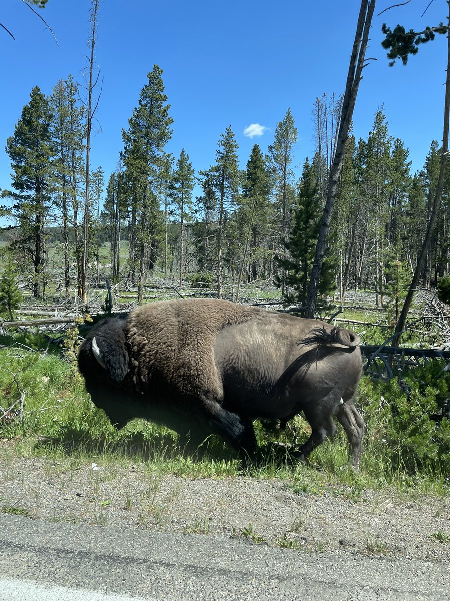 Elizabeth Yin 💛 tweet media