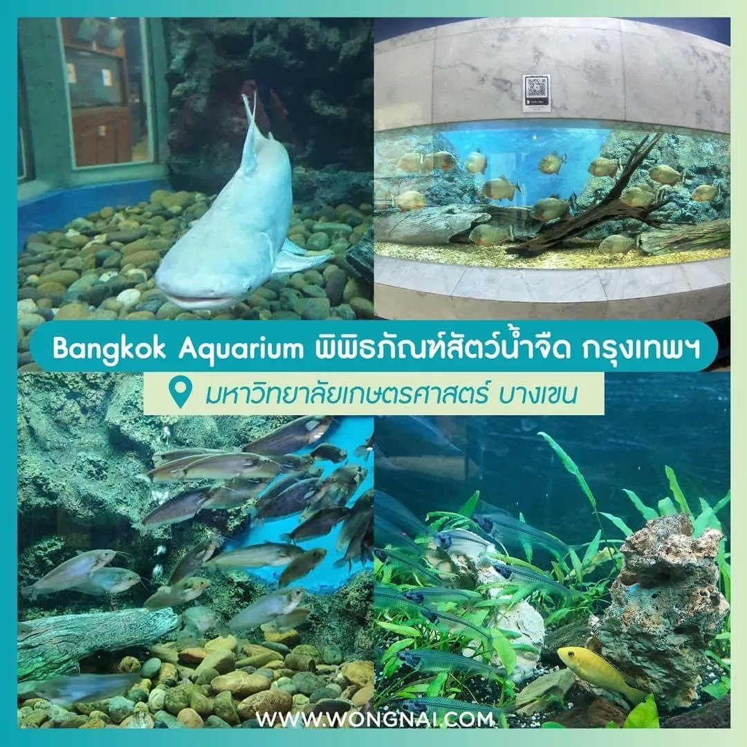 WongnaiBeauty's tweet photo. สำหรับคนไหนที่รู้สึกว่าเบื่อ ๆ วันหยุดยาว ไม่รู้จะชวนแฟนไปเดตที่ไหนดี...
👉แจกพิกัด! Aquarium ส่องสัตว์ทะเลน่าชวนแฟนไปเดต เดินทางง่ายใกล้กรุงเทพฯ 🐠 💕Aquarium ก็เป็นอีกสถานที่ที่เหมาะก���บ��ารไปเที่ยวออกเดตม๊ากมากเลยนะ! https://t.co/RlnWUneDDw