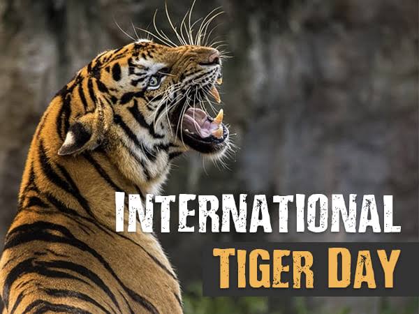 pramodpatil003's tweet photo. This year's theme for International Tiger Day 2022 is “India launches Project Tiger to revive the tiger population” https://t.co/YeSjvmDuxm