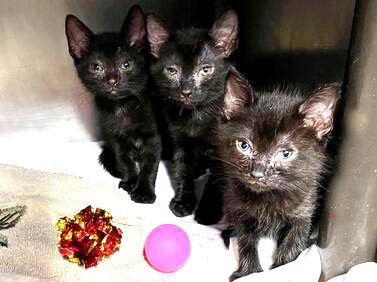 DubJH1009's tweet photo. https://t.co/jO9X7D8Yot #HUGEPRIORITY #EMERGENCY #SOS #MUSTBESAVEDASAP #LIVESINDANGER #HELPIMMEDIATELY #MAYDAY #REDALERT #URGENT #SOS #CRITICAL #DESPERATE #nyc #cats #kittens https://t.co/epshK95oyz