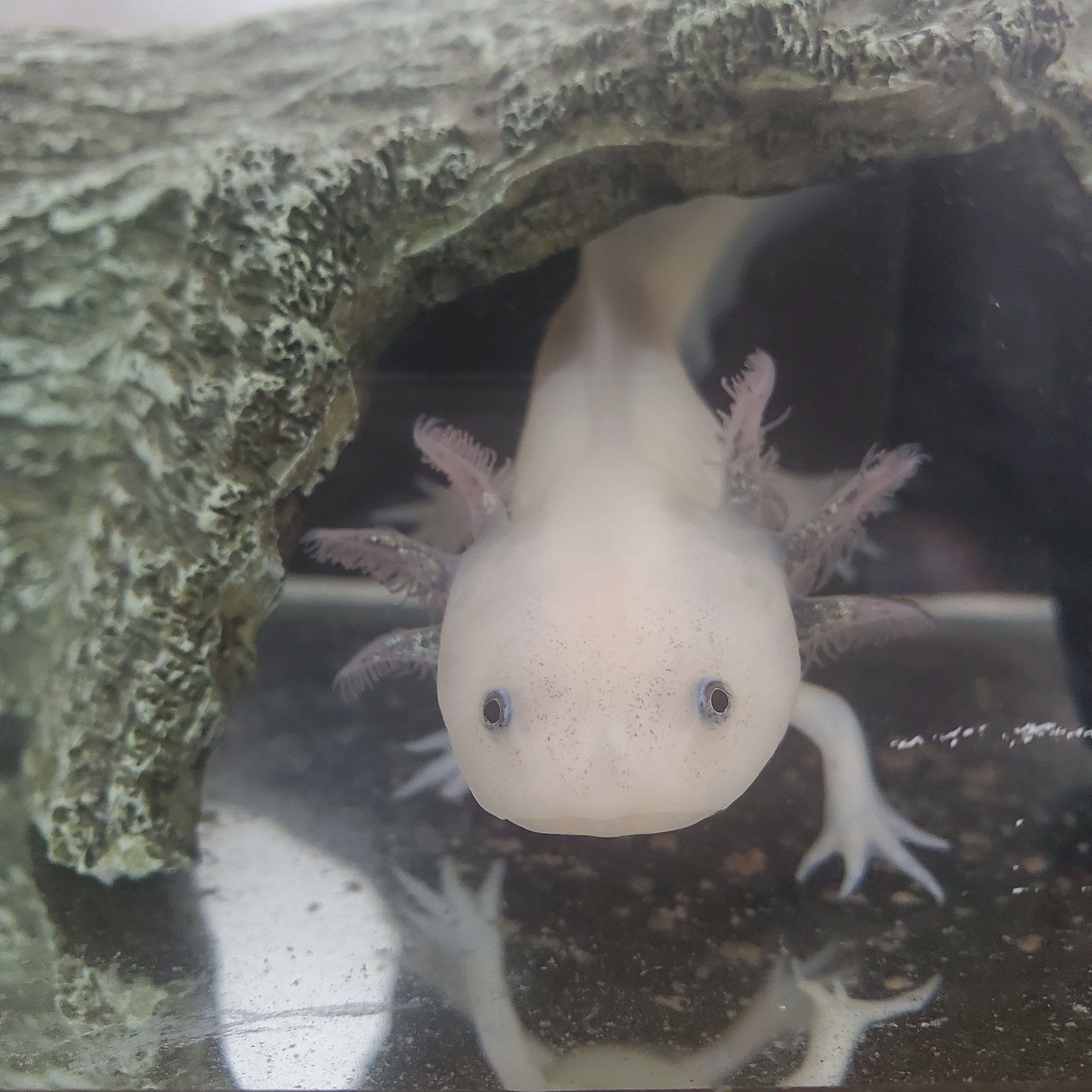 みみちゃんとねねちゃん ねねちゃん ムチムチしてきました ウーパールーパー リューシスティック リューシ Axolotl メキシコサラマンダー アホロートル ウーパールーパーのねねちゃん ウーパールーパーのいる暮らし ウーパールーパー好きな人