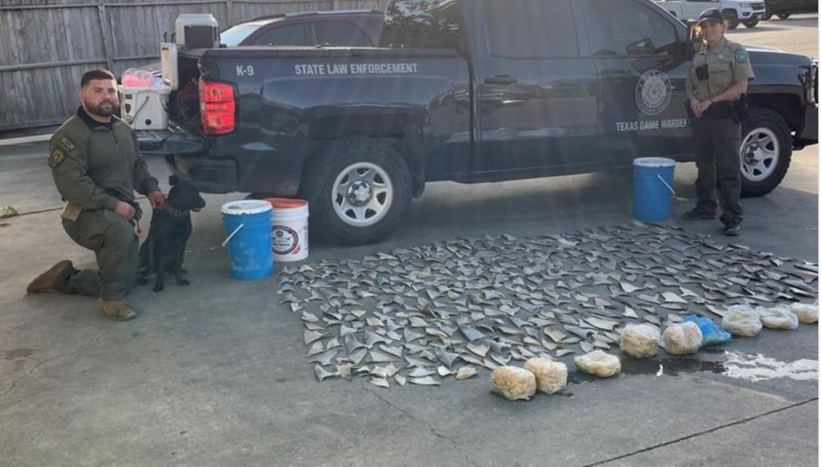 Shark #finning is illegal- but it still happens. Why shark fin trade bans are necessary- with good enforcement like this. Texas Game Wardens seize 381 shark fins and an additional 29.2# of frozen shark fins inside of restaurant’s  freezer.
#sharkfin #sharkfinsoup Image <a href="/Fox10/">Alex</a>
