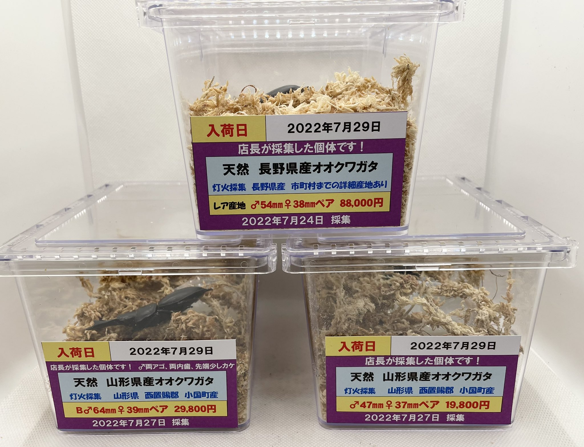 ドルクスグッズ』クワガタ・カブトムシ専門店 on X: 