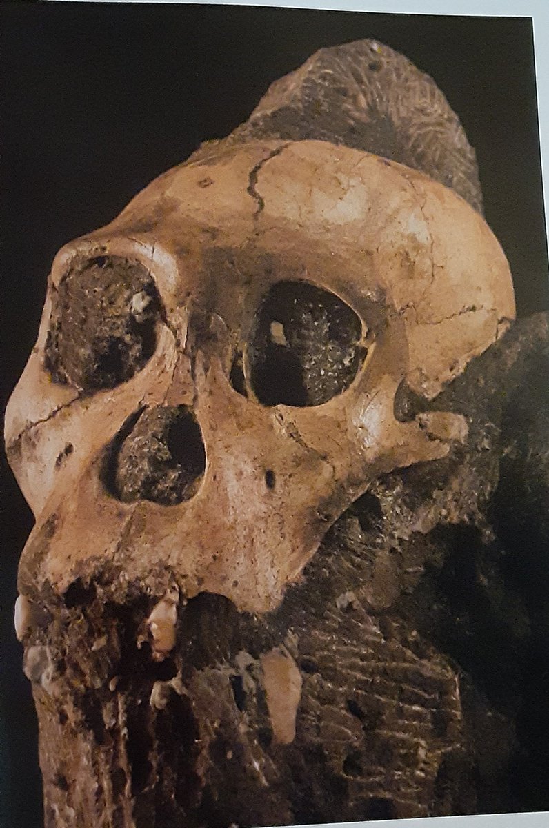 alex_mistretta's tweet photo. Homo naledi was a game changer when it comes to defining what human is, but also in establishing what's biologically possible when it comes to #bigfoot Yetis, Almas and more importantly for my work for Kenya's X. #cryptids #paranormal #science #research #almas #ebugogo https://t.co/w83e9rzVO9