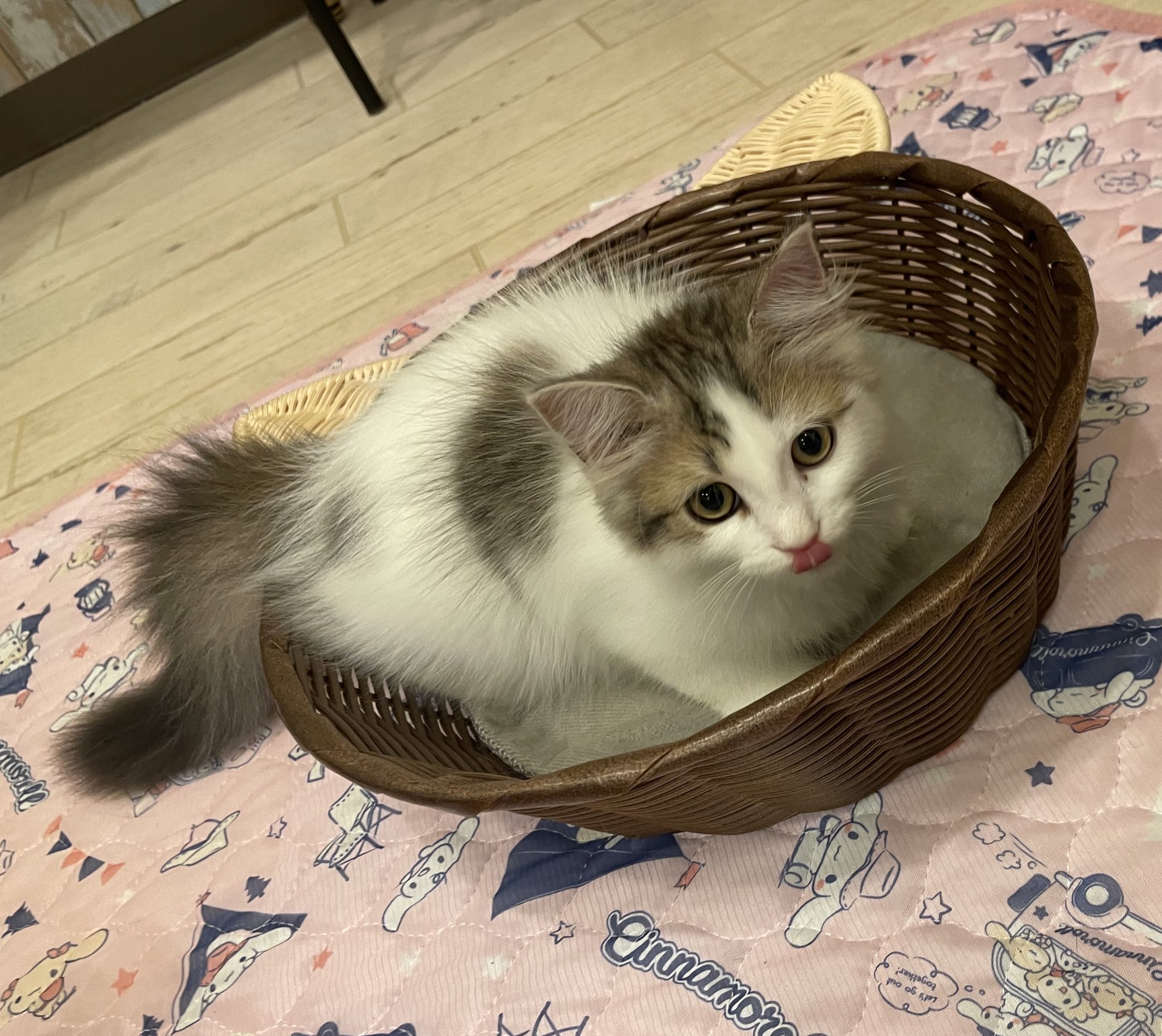 猫カフェ アミューズパークいわき 子猫ちゃんも涼しいカゴベッド気に入ってくれました 子猫2匹のお名前募集イベント開催中です ぜひこの子達の名付け親になってください ご来店お待ちしてます 猫 猫カフェ 子猫 サイベリアン ラガマフィン